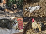 edziu-perełka-żbik-bocianek.jpg